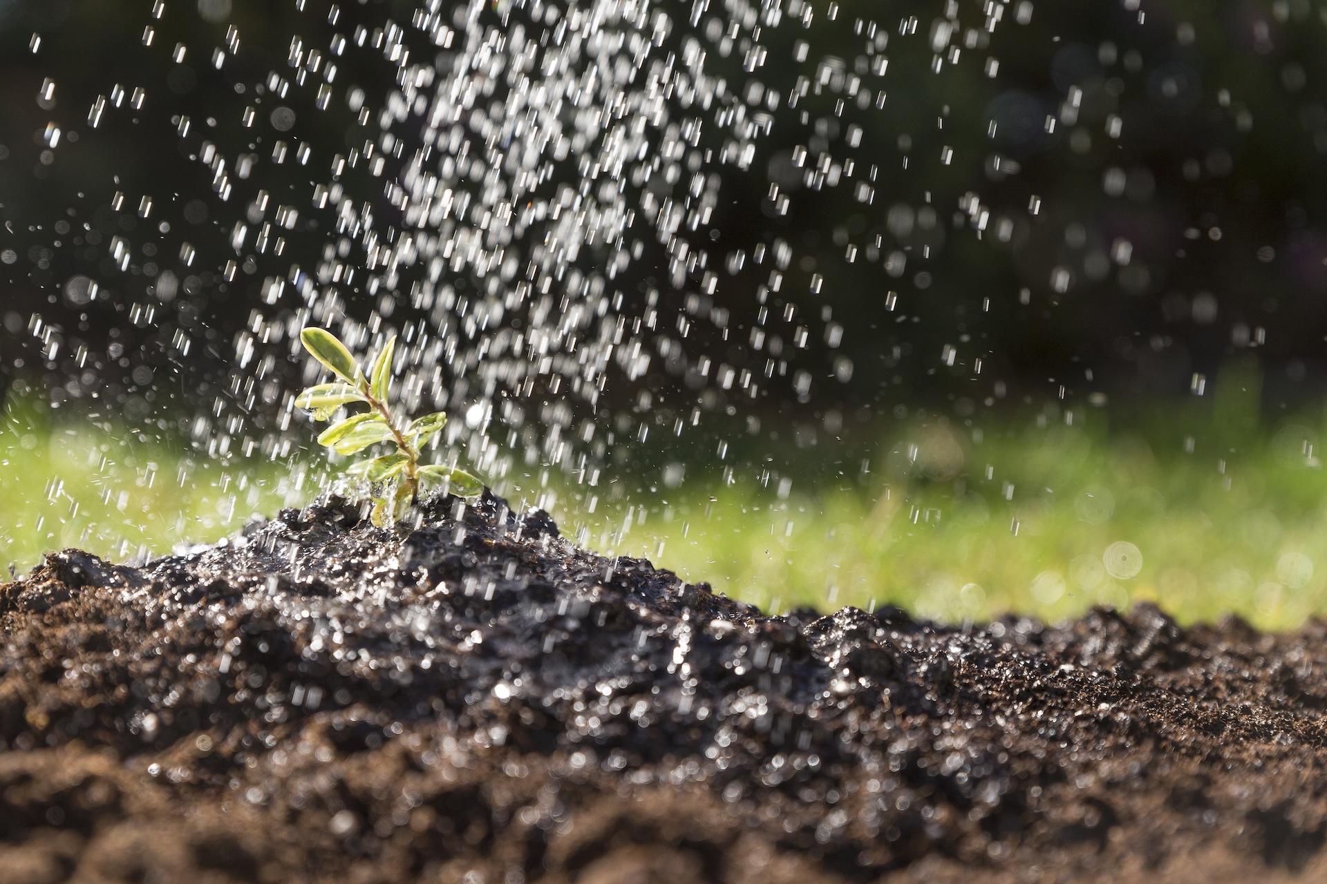 water-falling-plant-web